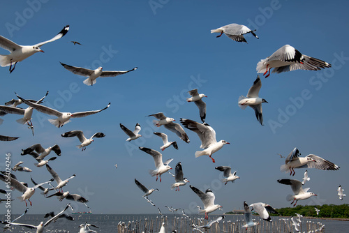 Seagulls flying in the blue sky  chasing after food to eat at Bangpu  Thailand.