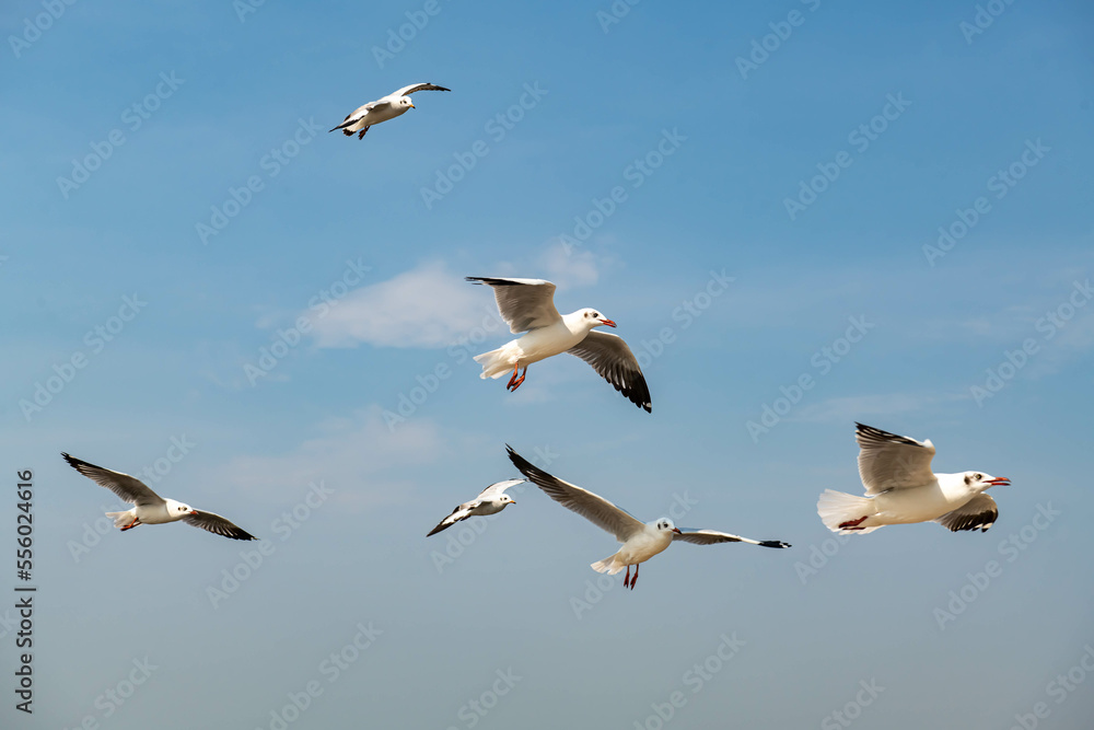 Obraz premium Seagulls flying in the blue sky, chasing after food to eat at Bangpu, Thailand.