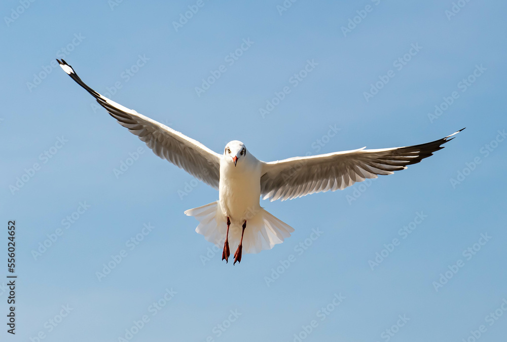 Seagulls flying in the blue sky, chasing after food to eat at Bangpu, Thailand. Seagulls flying in the blue sky, chasing after food to eat at Bangpu, Thailand.