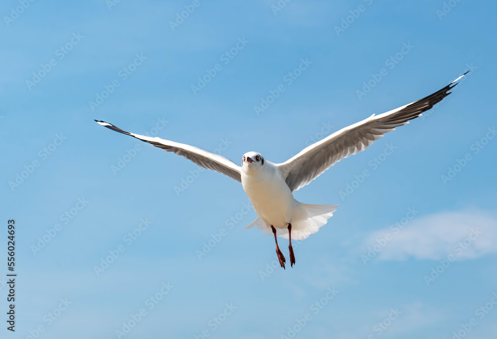 Seagulls flying in the blue sky, chasing after food to eat at Bangpu, Thailand. Seagulls flying in the blue sky, chasing after food to eat at Bangpu, Thailand.