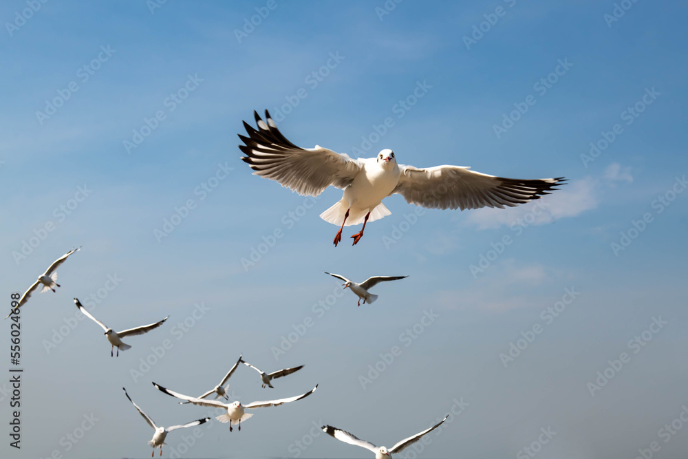 Obraz premium Seagulls flying in the blue sky, chasing after food to eat at Bangpu, Thailand.