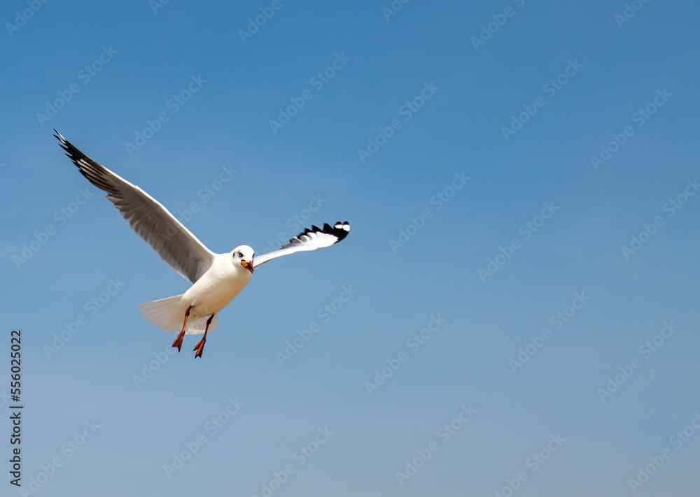 Obraz premium Seagulls flying in the beautiful blue sky