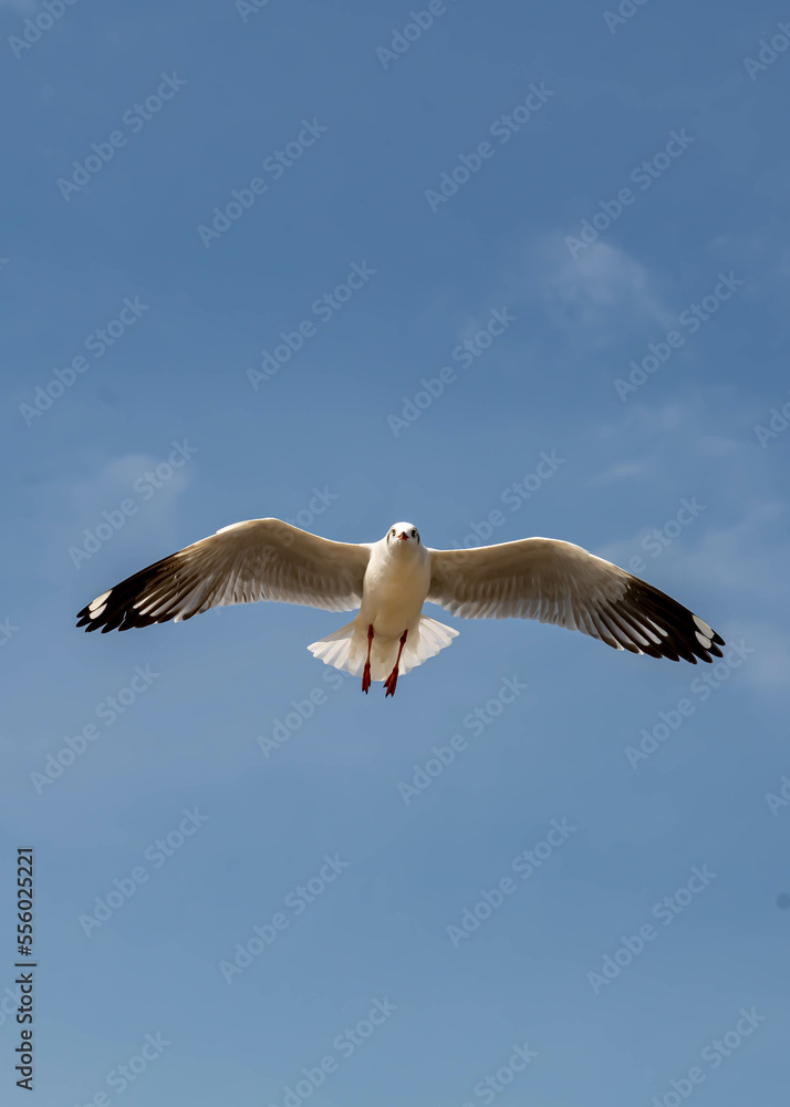 Obraz premium Seagulls flying in the beautiful blue sky