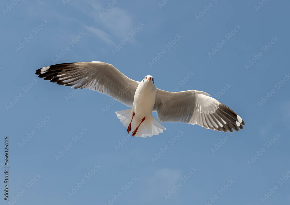 Fototapeta premium Seagulls flying in the beautiful blue sky