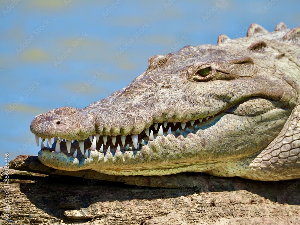 Obraz premium Large american crocodile resting its head on a log above the water, displaying sharp teeth in its natural habitat along the tarcoles river in costa rica