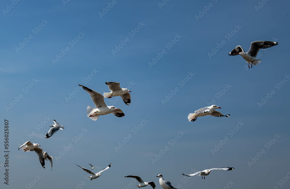 Seagulls flying in the beautiful blue sky