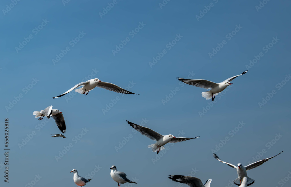 Obraz premium Seagulls flying in the beautiful blue sky