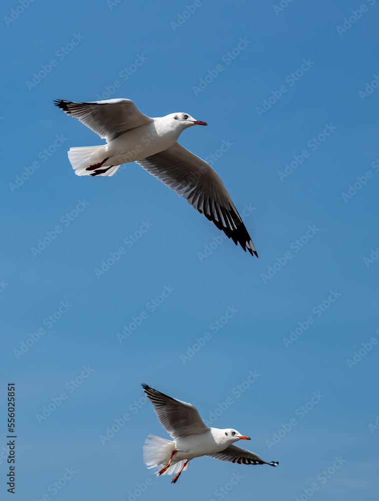 Obraz premium Seagulls flying in the beautiful blue sky