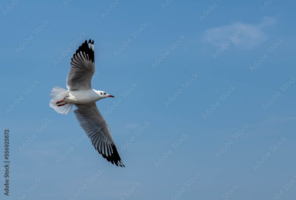 Obraz premium Seagulls flying in the beautiful blue sky
