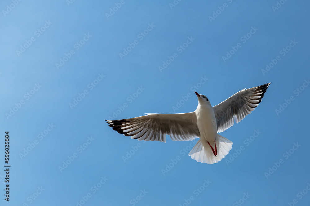 Seagulls flying in the beautiful blue sky