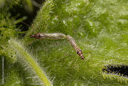 Adult Stilt Bugs coupling photo