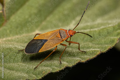 Adult Cotton Stainer Bug photo