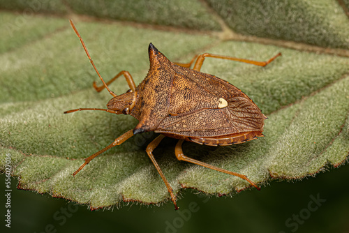 Adult Stink bug photo