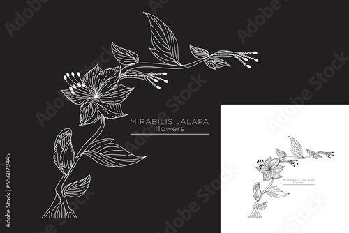 monoline vector illustration mirabilis jalapa flower sketch negative space.