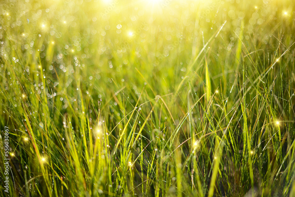 Green grass background texture. Green field, herbs and grass with sparkle glowing water or rain drops in fost focus