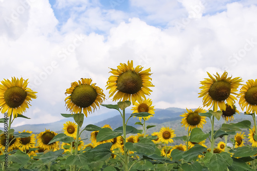 Sunflower field bloom growing on mountains view and cloud bright bluesky  outdoor agriculture background