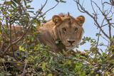 A Lion perched in a tree during the heat of the day in Tanzania.