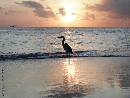 The beauty of Vilamendhoo, Maldives photo