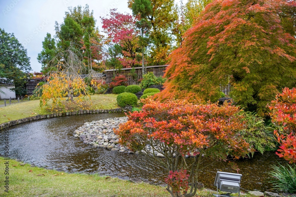 Obraz premium カラフルな紅葉に囲まれた秋の日本庭園の情景@兵庫
