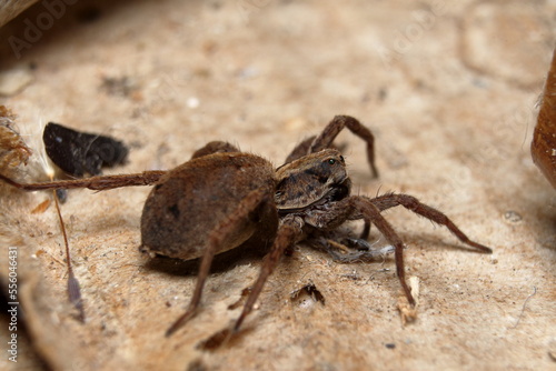 Wolf Spider - Lycosa sp. side view.