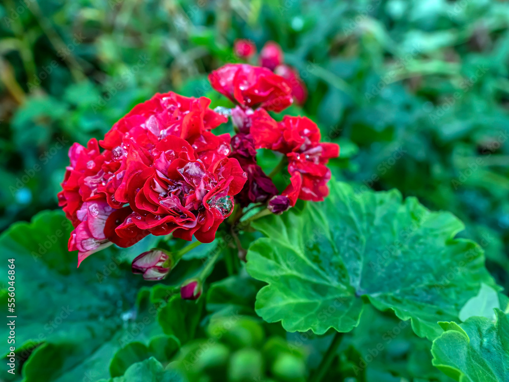 double red geranium flowers with drops of dew frozen in ice double red geranium flowers with drops of dew frozen in ice