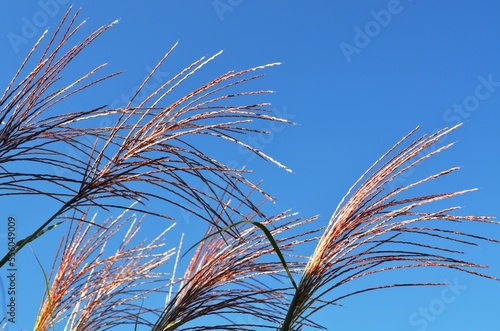 Ornamental grass tassels against a clear blue summer sky.