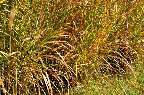 Colorful Fall season ornamental grasses and tassels.