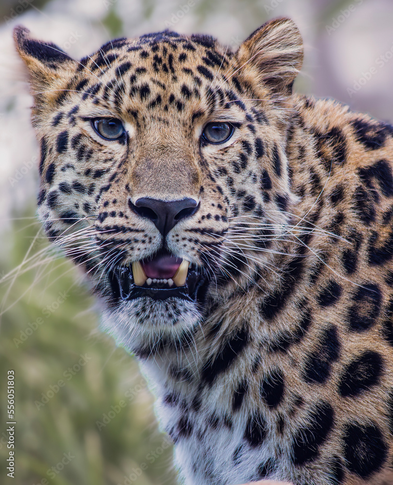 Fototapeta premium portrait of a leopard