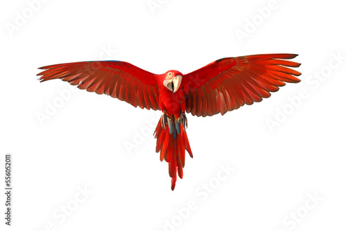 Colorful flying parrot isolated on transparent background. 