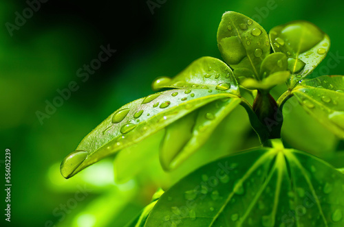 dew on leaf