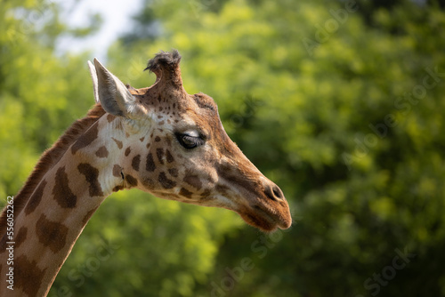 Photography portrait of a giraffe