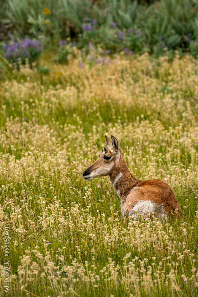 Pronghorn Antelope Grazing in Grand Teton National Park Pronghorn Antelope Grazing in Grand Teton National Park