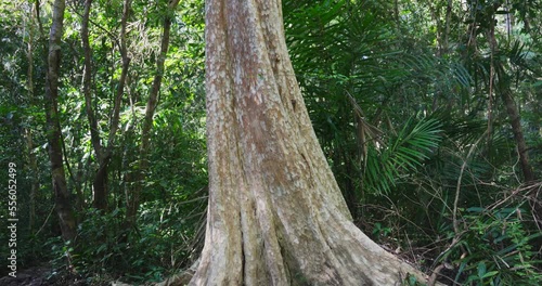 Lagerstroemia calyculata tree known as the Guava Crape Myrtle in the The rainforest in Cat Tien National Park, Vietnam photo