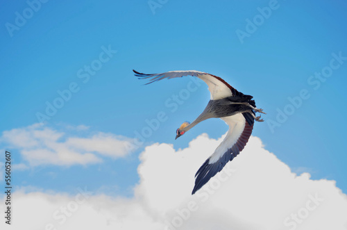 seagull in flight © david