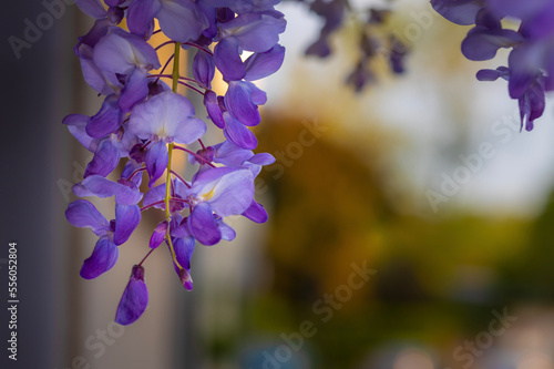 flowers in the garden