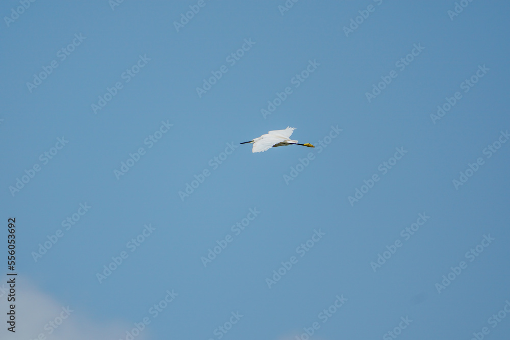 Little Egret (Egretta garzetta) in Flight.