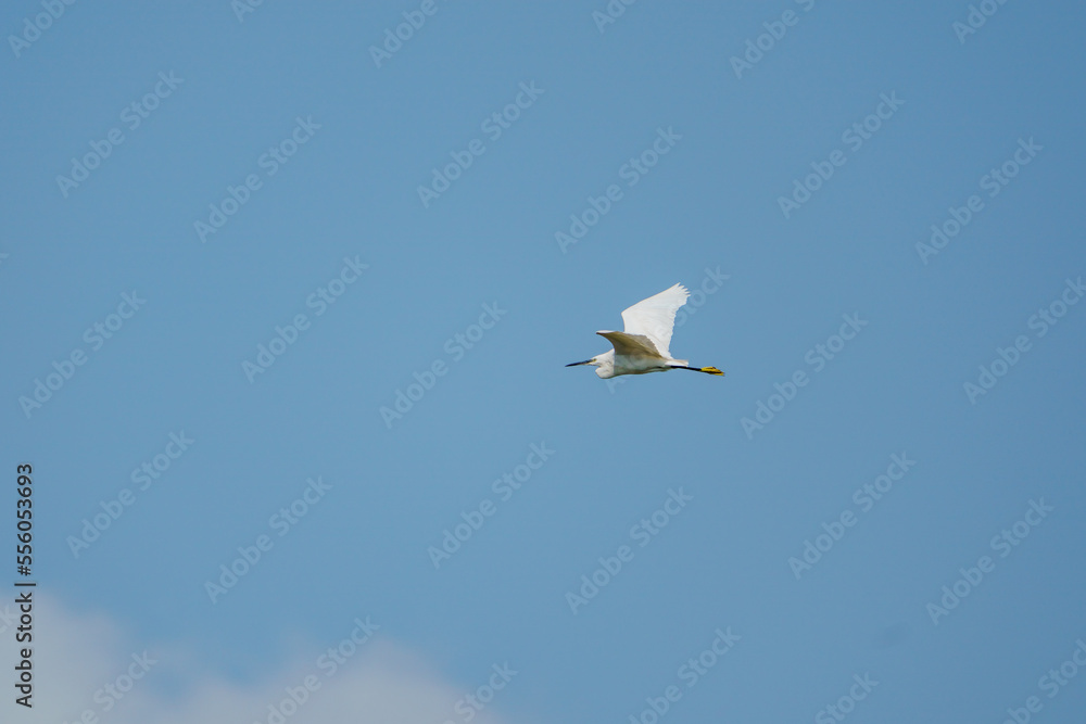 Little Egret (Egretta garzetta) in Flight. Little Egret (Egretta garzetta) in Flight.