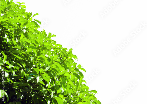 isolated green branches on white background. Soft and selective focus.