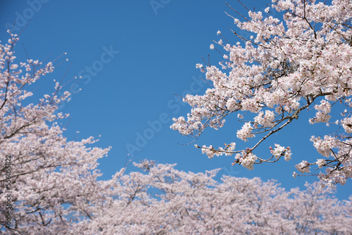 桜並木をバックに青空の下の桜の枝
