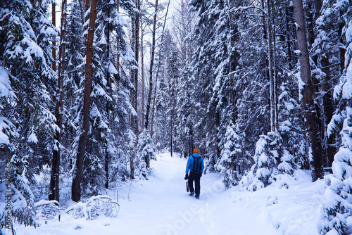 The forest is covered with snow. Frost and snowfall in the park. Winter snowy frosty landscape.