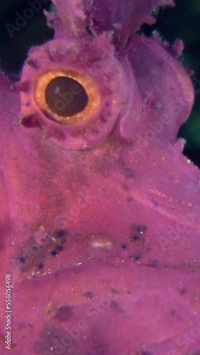 Vertical underwater video of purple paddle-flap scorpionfish (Rhinopias eschmeyeri) photo