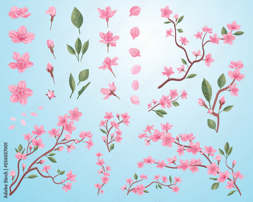 Sakura blossoms set. Pink flowers petals, cherry or peach tree branches with leaves. Flat vector illustrations for spring in Asia, nature, blooming festival concept