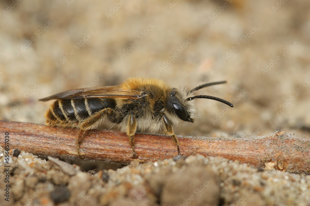 Natural closeup on a female Burbage Mining Bee, Andrena lathyri, sitting on the ground Natural closeup on a female Burbage Mining Bee, Andrena lathyri, sitting on the ground