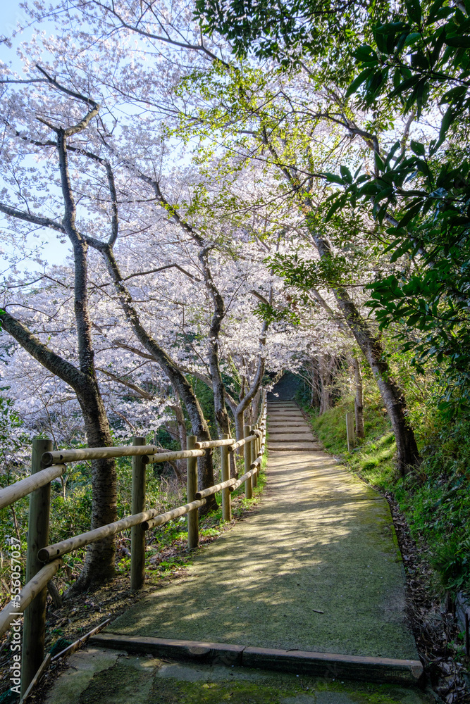 福井県敦賀市 金ヶ崎の桜 福井県敦賀市 金ヶ崎の桜