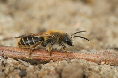 Natural closeup on a female Burbage Mining Bee, Andrena lathyri, sitting on the ground