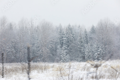 Winter snowy frosty landscape. The forest is covered with snow. Frost and fog in the park.