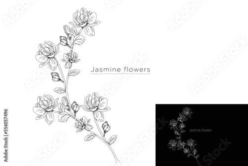 monoline vector illustration jasmine flower sketch negative space.