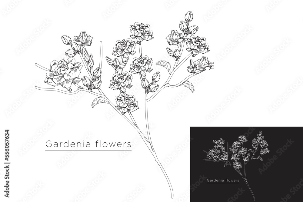 Φωτογραφία monoline vector illustration gardenia flower sketch negative space