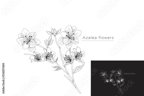 monoline vector illustration azalea flower sketch negative space. photo