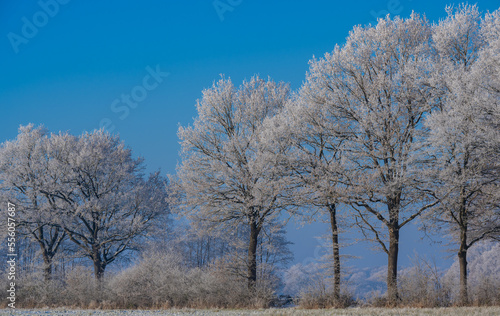 Winterlandschaft, Schnee und Eis bedeckte Bäume bei einem Ackerland an einem frühen Morgen